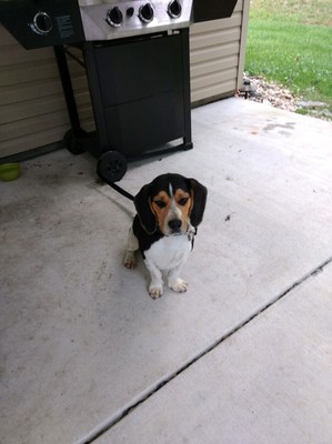 Safe Beagle in Gardners, PA
