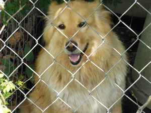 Safe Chow Chow in Conway, SC