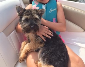 Safe Yorkshire Terrier in Barrington, IL