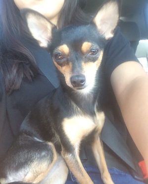 Safe Chihuahua in La Puente, CA