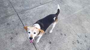 Safe Beagle in Middletown, VA