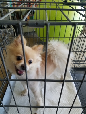 Safe Pomeranian in La Mirada, CA