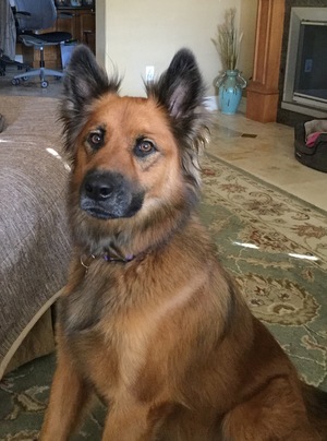 Safe German Shepherd Dog in Emeryville, CA