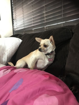 Safe Chihuahua in Napa, CA