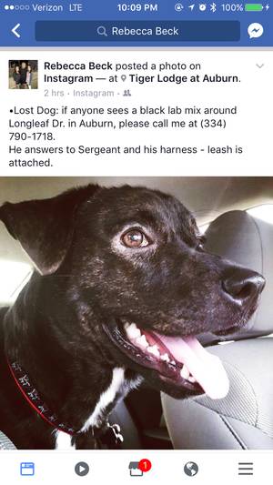 Safe Labrador Retriever in Auburn, AL