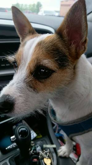 Safe Jack Russell Terrier in Fort Worth, TX