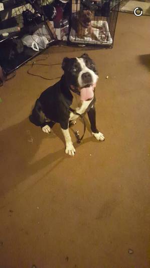 Safe Pit Bull in Uniontown, PA