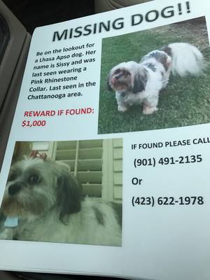Safe Lhasa Apso in Chattanooga, TN