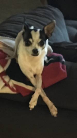 Safe Chihuahua in Ocoee, FL