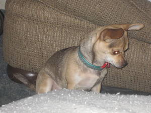 Safe Chihuahua in Spokane, WA