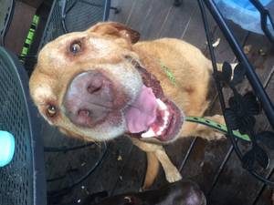 Safe Labrador Retriever in Rocky Face, GA