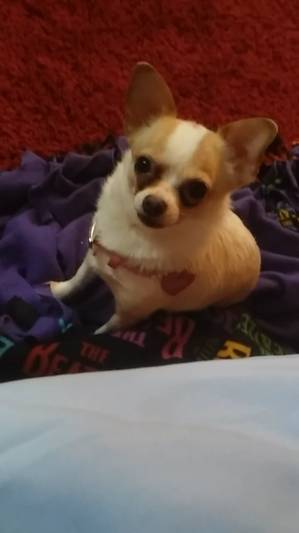 Safe Chihuahua in San Gabriel, CA