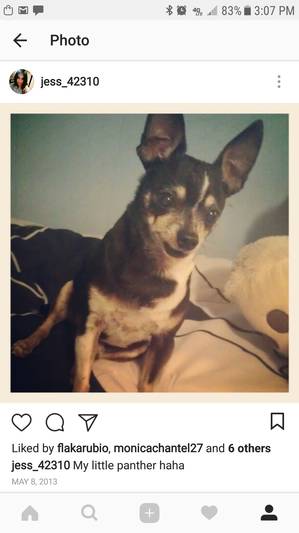 Safe Chihuahua in Haltom City, TX