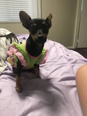 Safe Chihuahua in Rialto, CA