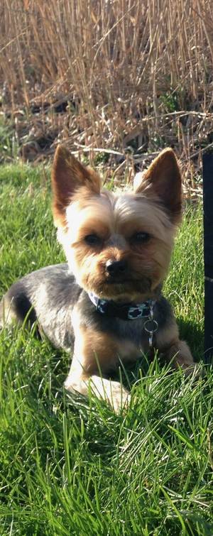 Safe Yorkshire Terrier in Akron, OH