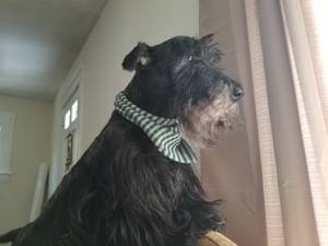 Safe Scottish Terrier in Lansing, MI