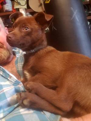 Safe Chihuahua in Kennewick, WA