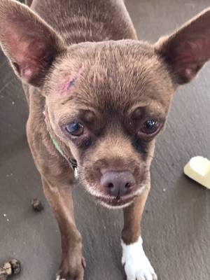 Safe Chihuahua in Malibu, CA