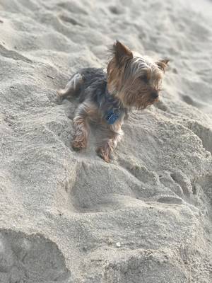 Safe Yorkshire Terrier in Capitol Heights, MD
