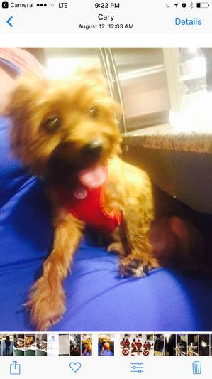 Safe Yorkshire Terrier in Cary, NC