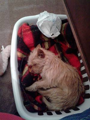 Safe Cairn Terrier in Conneaut, OH US