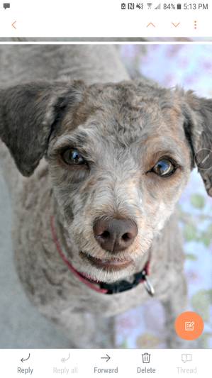 Safe Poodle in Corona, CA