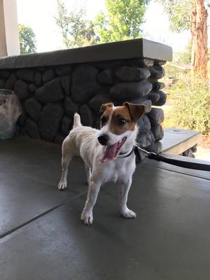 Safe Jack Russell Terrier in Pomona, CA