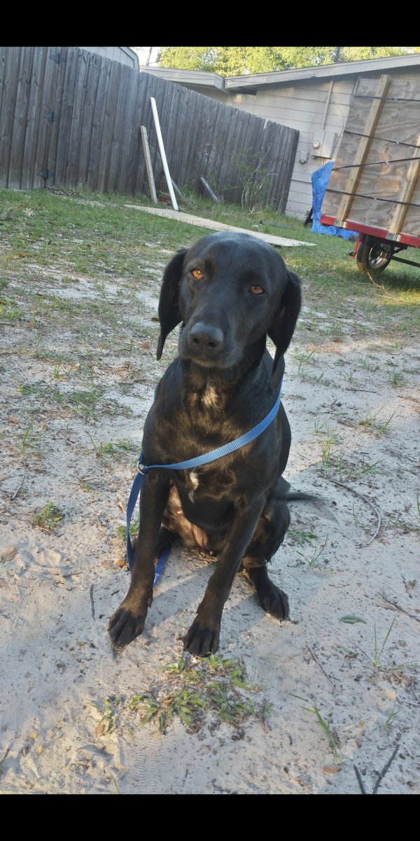 Safe Labrador Retriever in Deland, FL