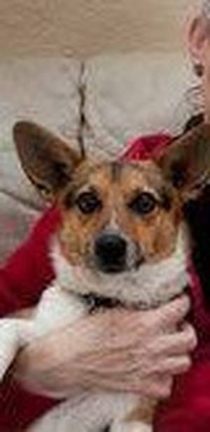 Safe Jack Russell Terrier in Aurora, CO