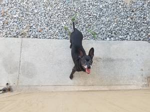 Safe Chihuahua in Grand Terrace, CA