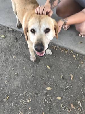Safe Labrador Retriever in Tracy, CA