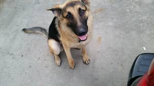 Safe German Shepherd Dog in Odem, TX