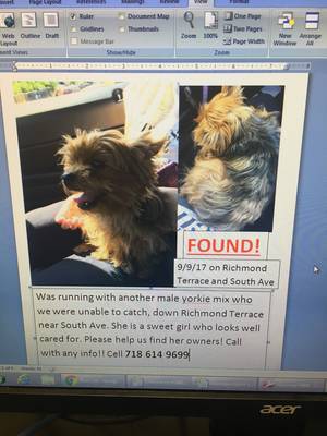 Safe Yorkshire Terrier in Staten Island, NY
