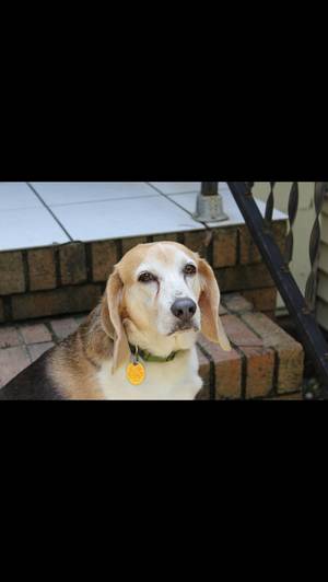 Safe Beagle in West Columbia, SC