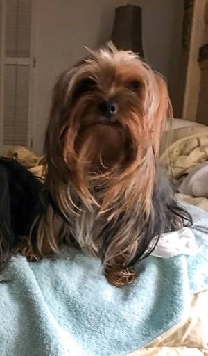 Safe Yorkshire Terrier in Clearwater, FL