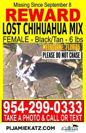 Safe Chihuahua in Melbourne, FL