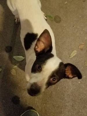 Safe Jack Russell Terrier in Immokalee, FL