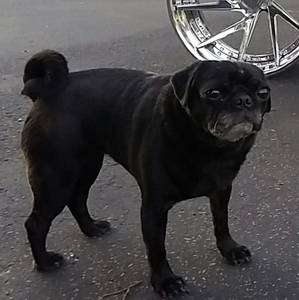 Safe Pug in Chino Hills, CA