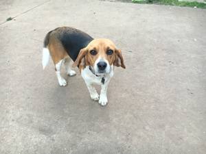 Safe Beagle in Oklahoma City, OK