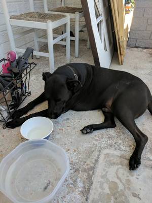 Safe Labrador Retriever in Holiday, FL