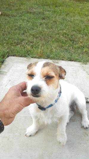 Safe Jack Russell Terrier in Bloomington, CA