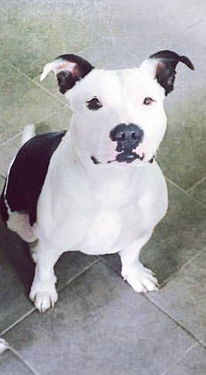 Safe American Staffordshire Terrier in Hannacroix, NY
