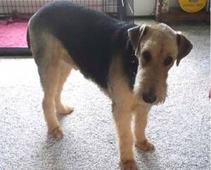 Safe Airedale Terrier in Loveland, CO