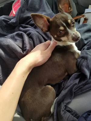 Safe Chihuahua in Fresh Meadows, NY