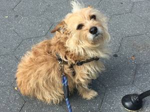 Safe Norwich Terrier in Sag Harbor, NY
