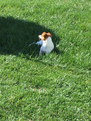 Safe Jack Russell Terrier in Raleigh, NC