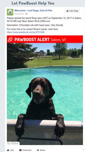 Safe Labrador Retriever in Salem, WI