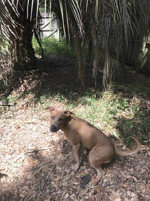 Safe Dog in Pensacola, FL