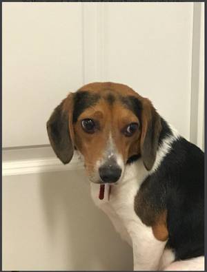Safe Beagle in Orlando, FL