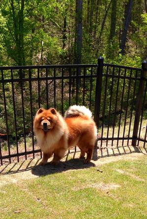 Safe Chow Chow in Gainesville, GA